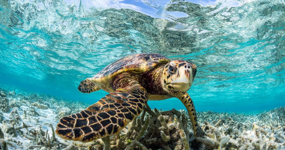 A Turtle Swimming Under Water