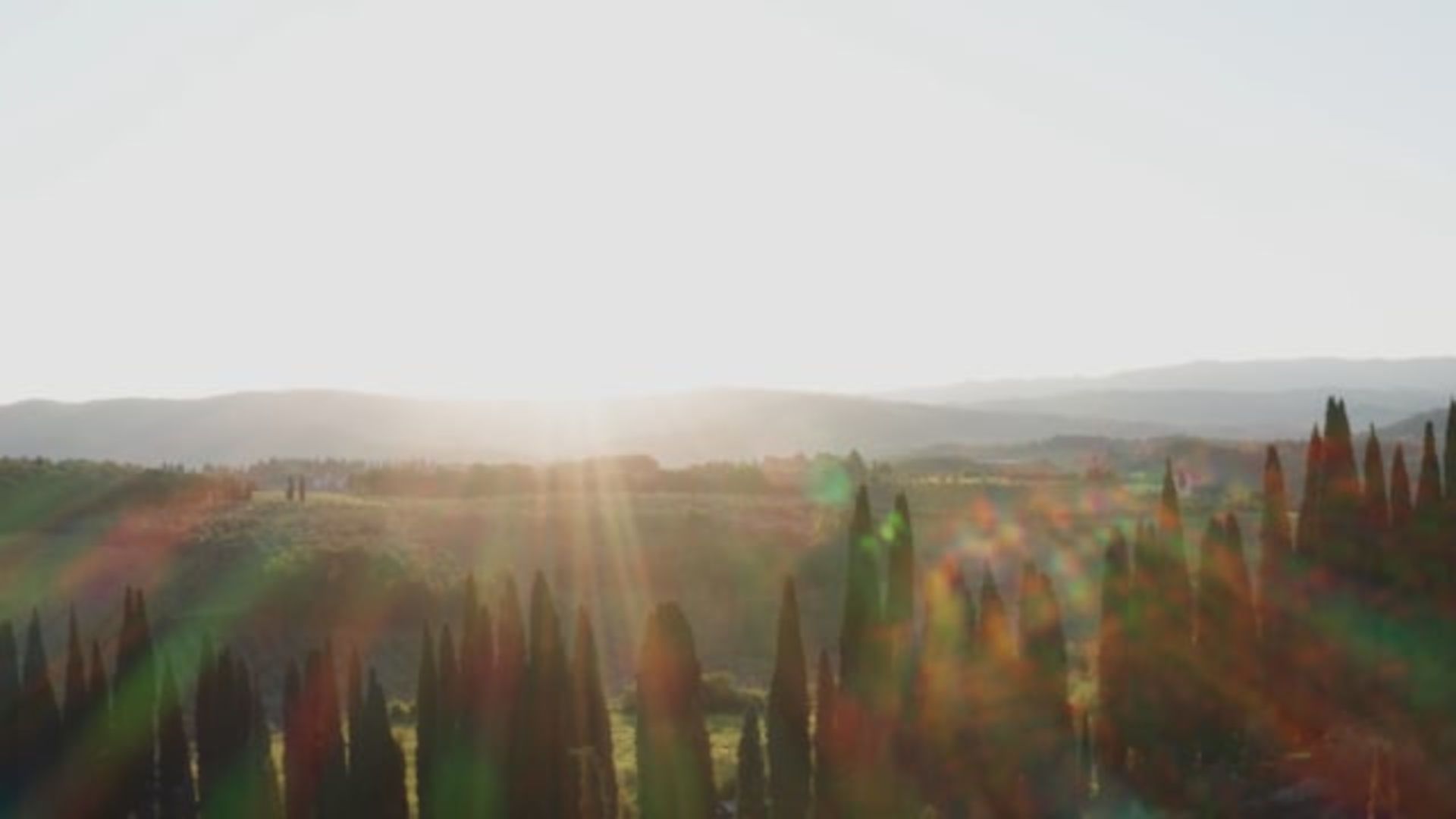 A Field Of Plants