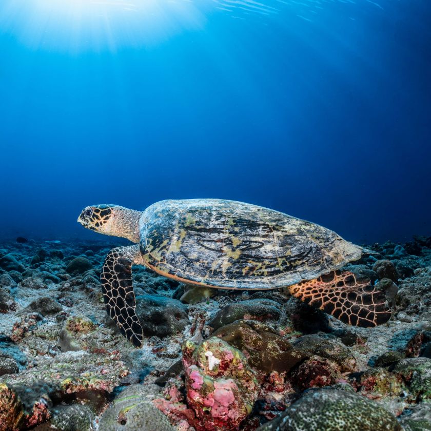 SWIM WITH THE TURTLES