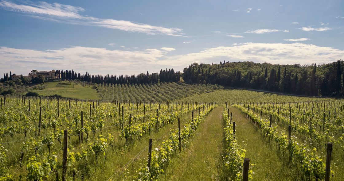 A Field Of Plants With Trees In The Background