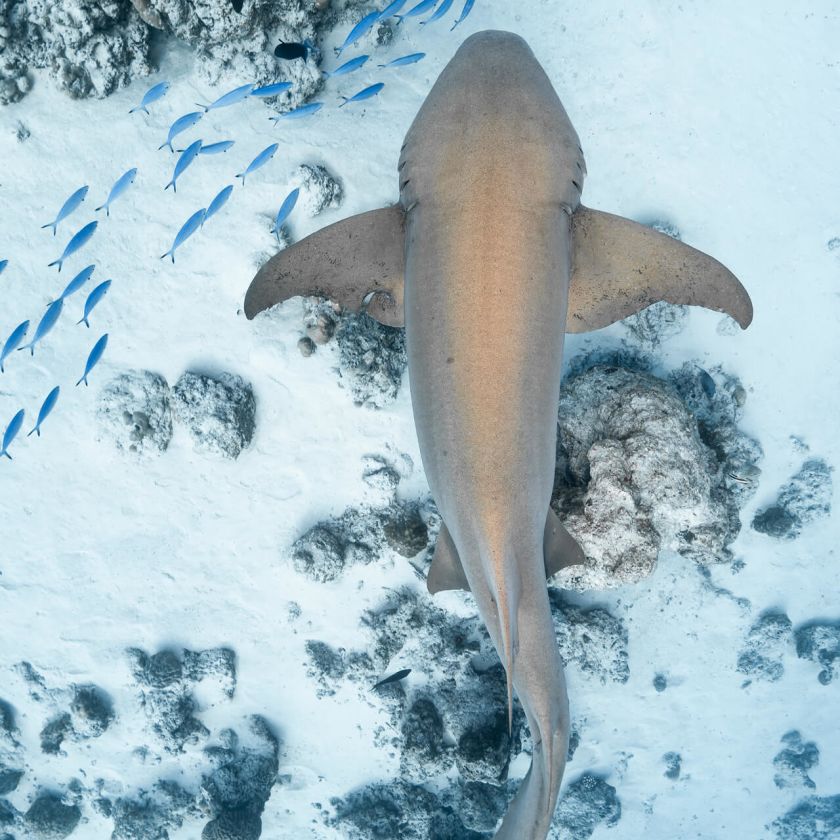 A Sea Animal In The Water