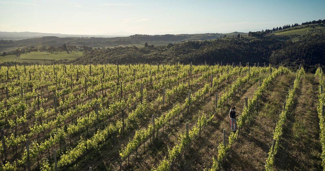 A Person Walking In A Field Of Plants