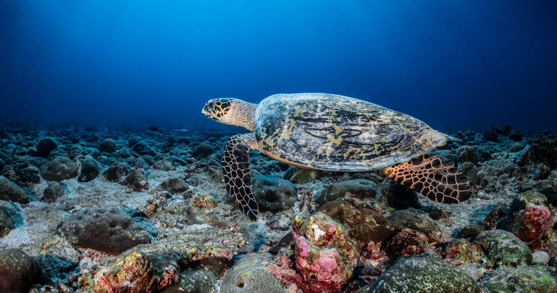 A Turtle Swimming In The Ocean