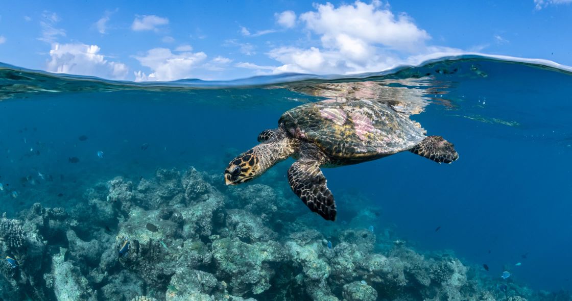 A Turtle Swimming In The Ocean